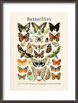 Плакат Butterflies Collection