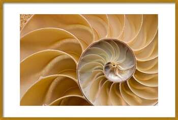 Плакат Seashell - Chambered Nautilus Shell Detail.
